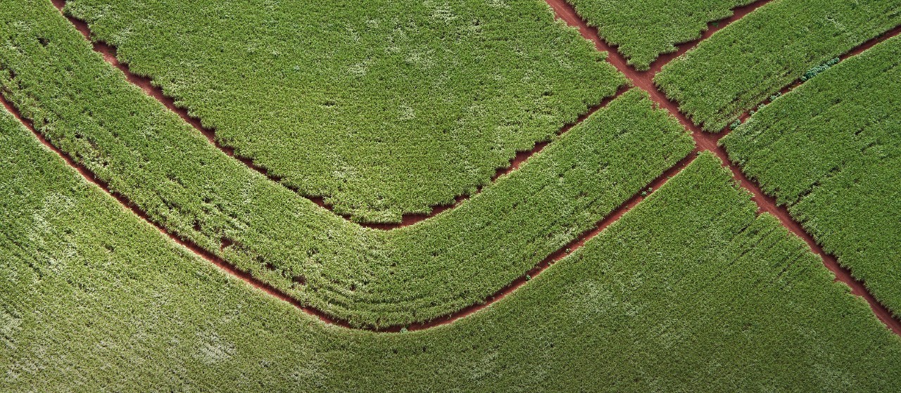 Aerial view, sugar cane field.